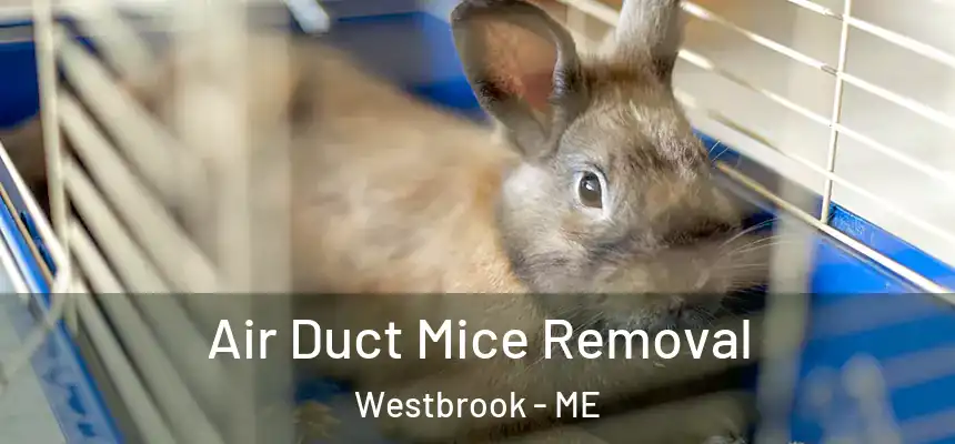  Air Duct Mice Removal Westbrook - ME